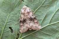 Hecatera bicolorata