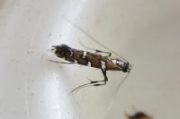 Dialectica imperialella