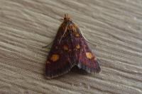 Pyrausta aurata