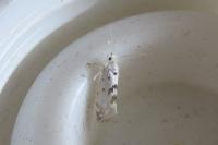Niphonympha dealbatella