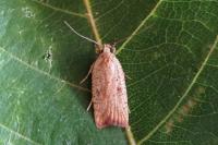 Agonopterix nervosa