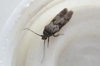 Blastobasis phycidella