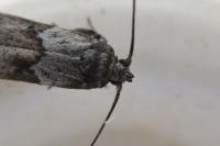 Blastobasis phycidella