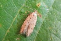 Pseudotelphusa paripunctella