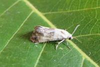 Cochylis