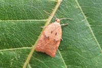 Acleris ferrugana/notana