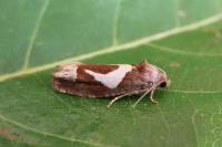 Epiblema foenella