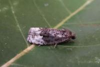 Apotomis betuletana