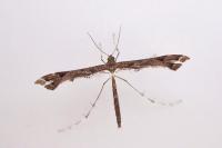 Amblyptilia acanthadactyla