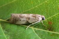 Acrobasis fallouella
