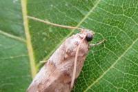 Acrobasis fallouella