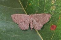Cyclophora pendularia