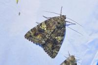 Catocala sponsa