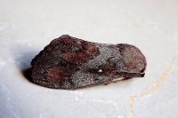 Dendrolimus pini
