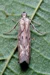 Phycitodes