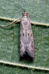 Phycitodes