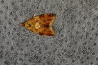 Pseudargyrotoza conwagana