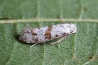 Scythropia crataegella