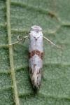 Scythropia crataegella