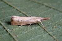 Agriphila straminella