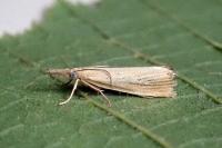 Agriphila straminella