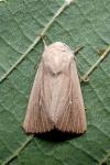 Mythimna sicula
