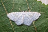 Asthena albulata