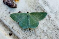 Chlorissa viridata