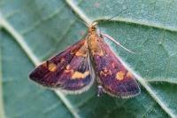 Pyrausta aurata