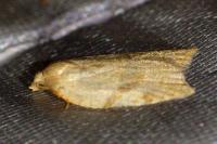 Aleimma loeflingiana