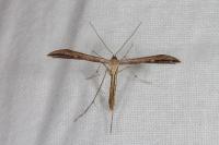 Emmelina argoteles/monodactyla