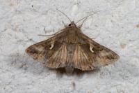 Autographa gamma