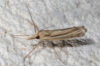 Ancylolomia tentaculella