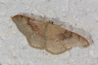 Idaea degeneraria