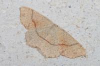 Cyclophora punctaria
