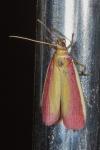 Oncocera semirubella