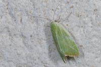 Earias clorana
