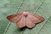Isturgia murinaria