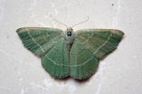 Chlorissa
