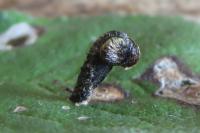 Coleophora anatipennella