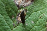 Coleophora anatipennella