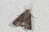 Agrotis bigramma