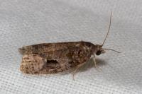 Apotomis semifasciana