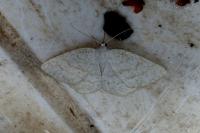 Cabera exanthemata