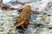 Helicoverpa armigera