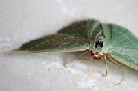 Chlorissa