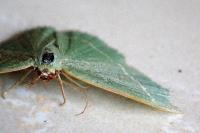 Chlorissa