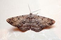 Hypomecis roboraria