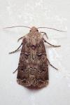 Agrotis bigramma