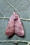 Caradrina clavipalpis